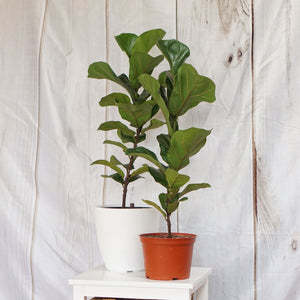 Open image in slideshow, Dwarf Fiddle Leaf Fig Tree
