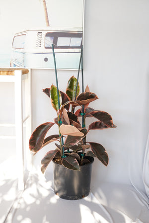 Open image in slideshow, Small Pink Rubber Tree | Ficus Elastica Ruby
