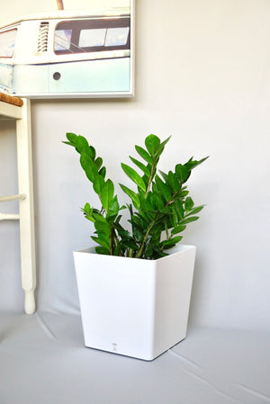 Open image in slideshow, ZZ Plant | Zamioculcas Zamiifolia
