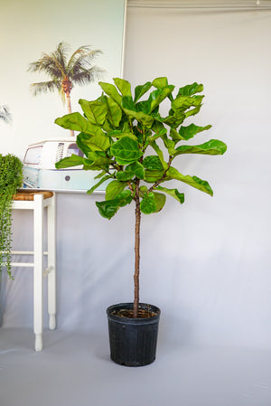 Open image in slideshow, Fiddle Leaf Fig Tree | Ficus Lyrata
