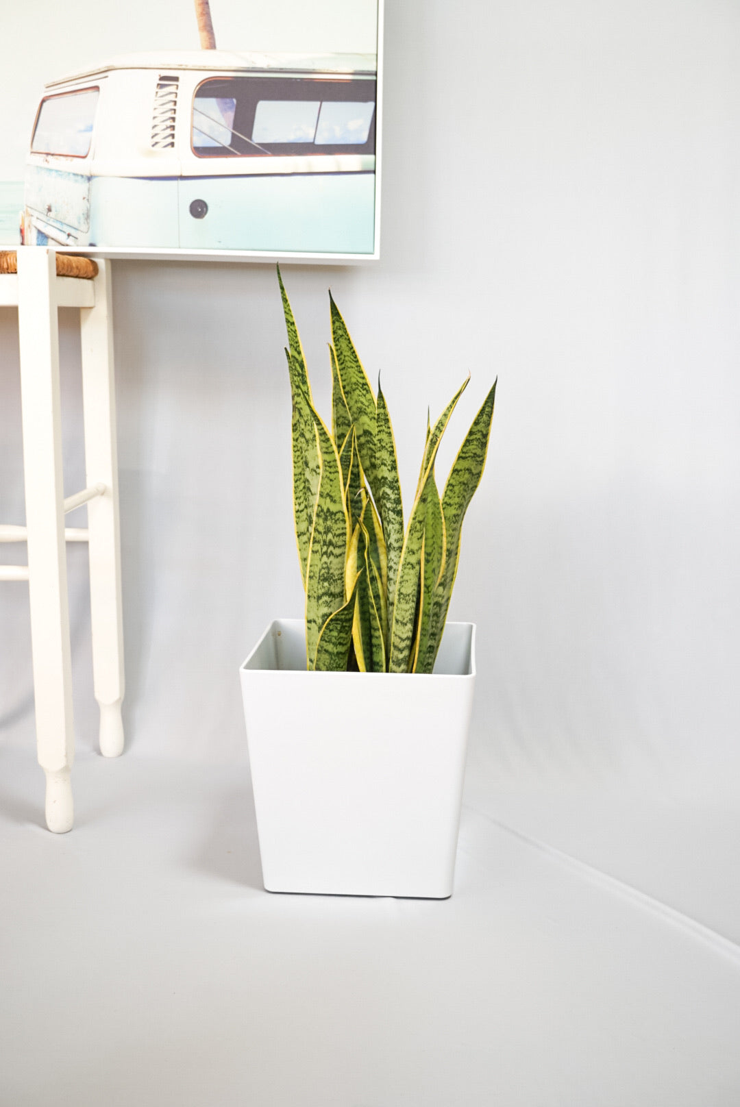 Pin on Laurentii sansevieria