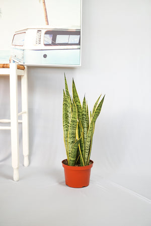 Open image in slideshow, Golden Snake Plant | Sansevieria Laurentii
