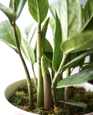 ZZ Plant | Zamioculcas Zamiifolia