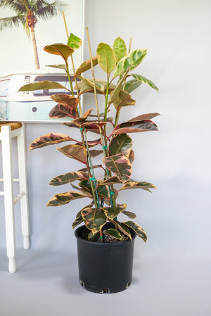 Open image in slideshow, Variegated Rubber Tree | Ruby Ficus Elastica Plant
