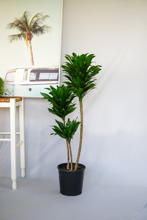 Open image in slideshow, Dracaena Compacta
